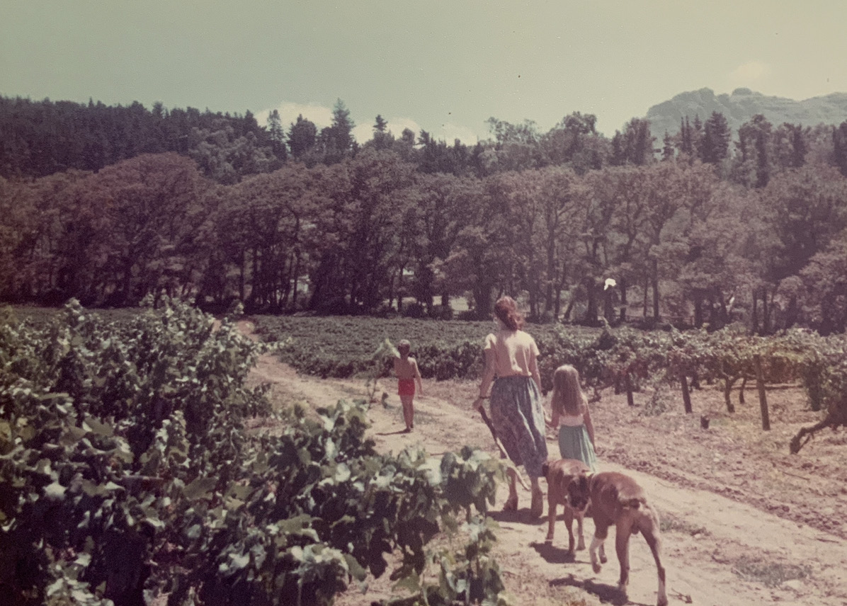 Walking through the Groot Constantia vineyards in the 1970s